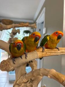 Bébé conure soleil