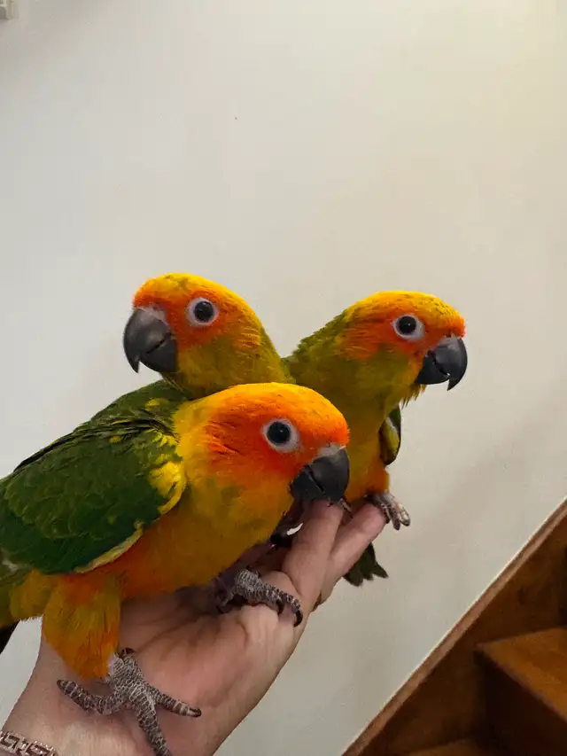 Bébé conure soleil - Photo 2