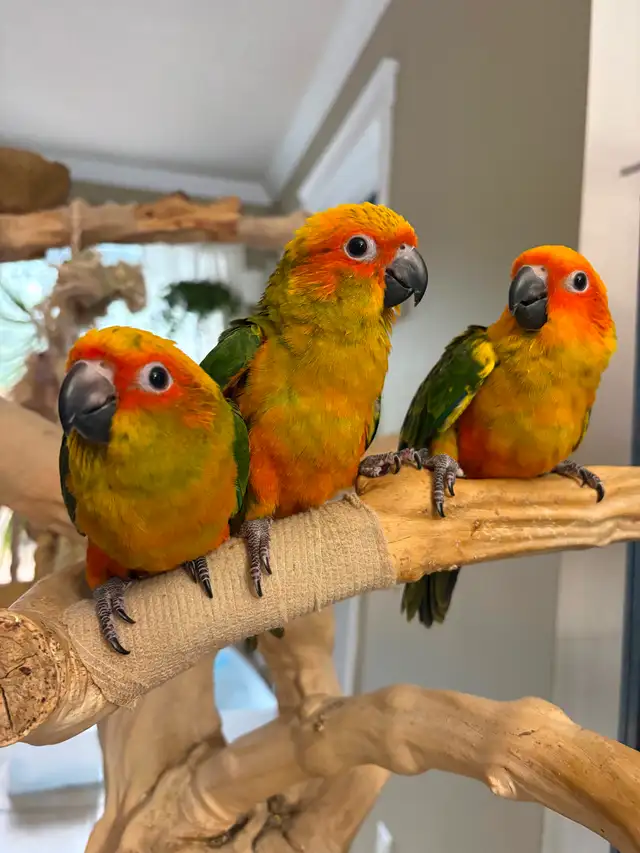 Bébé conure soleil - Photo 3