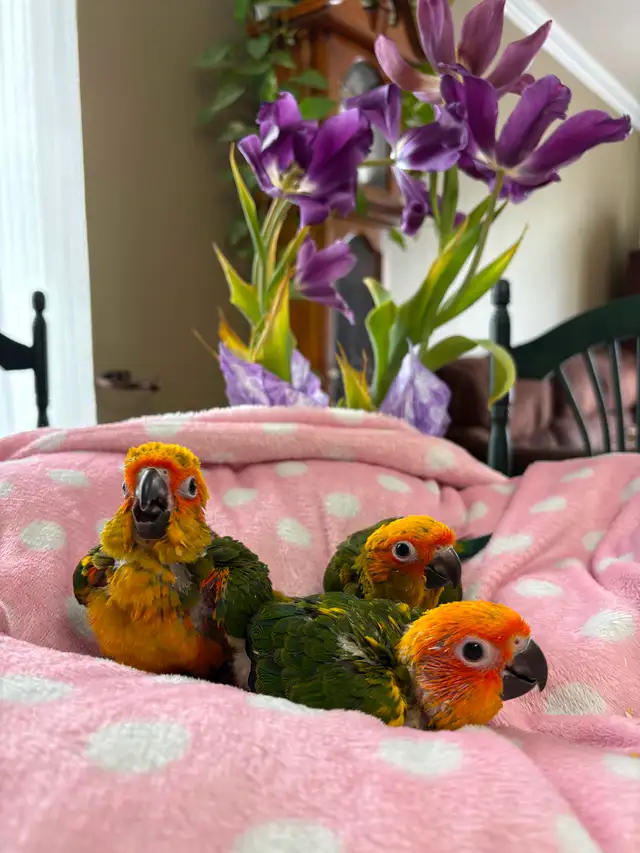 Bébé conure soleil - Photo 4