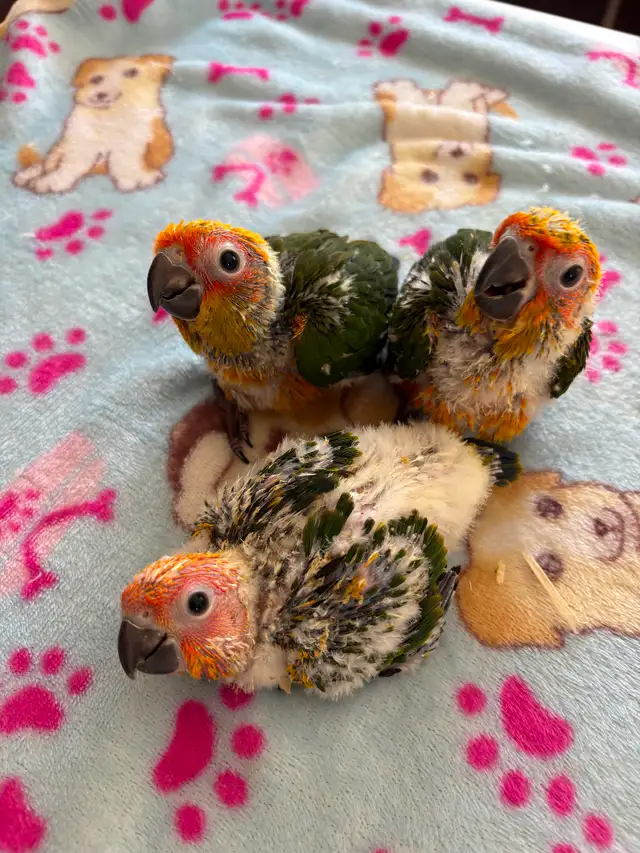 Bébé conure soleil - Photo 5