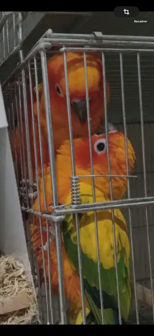 Bébé conure soleil - Photo 6