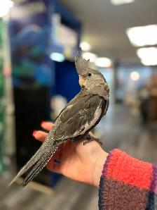 Baby Handraised Fancy Cockatiels