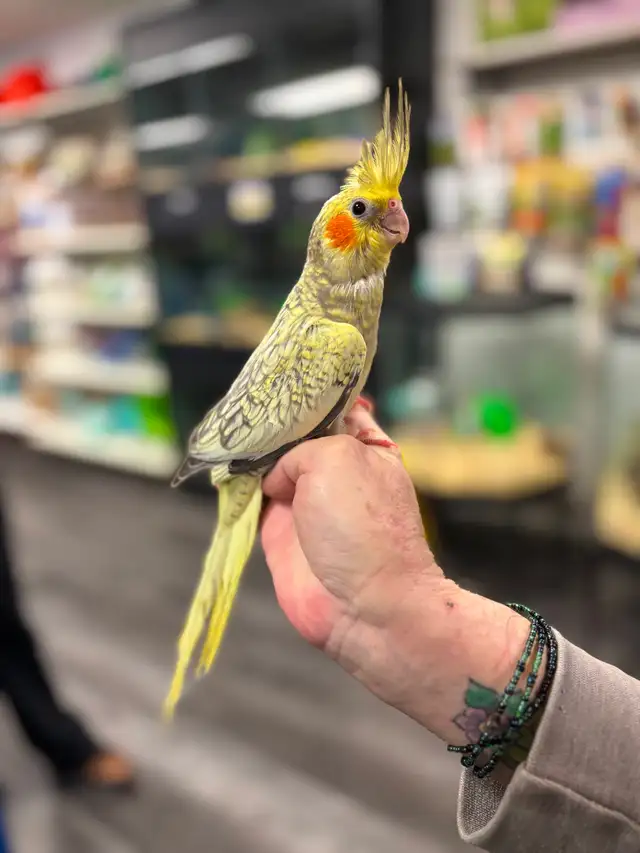 Baby Handraised Fancy Cockatiels - Photo 2