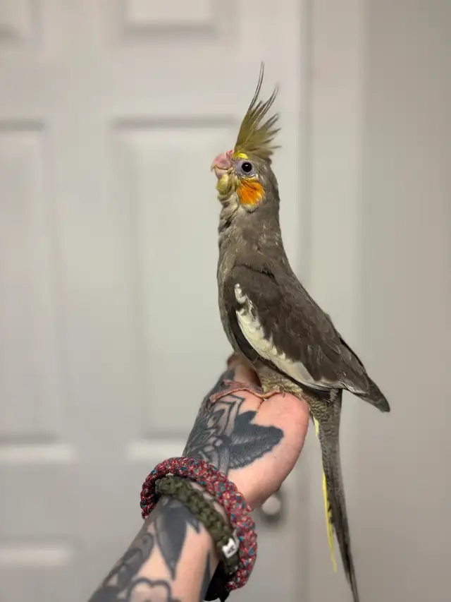 Baby Handraised Fancy Cockatiels - Photo 3