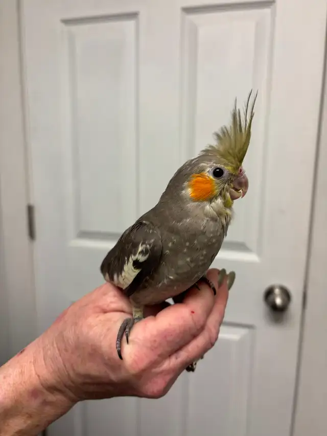 Baby Handraised Fancy Cockatiels - Photo 4