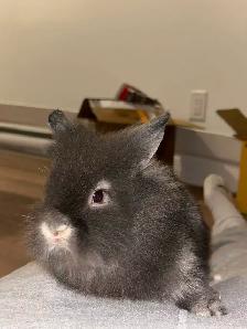 Couple de lapins à vendre