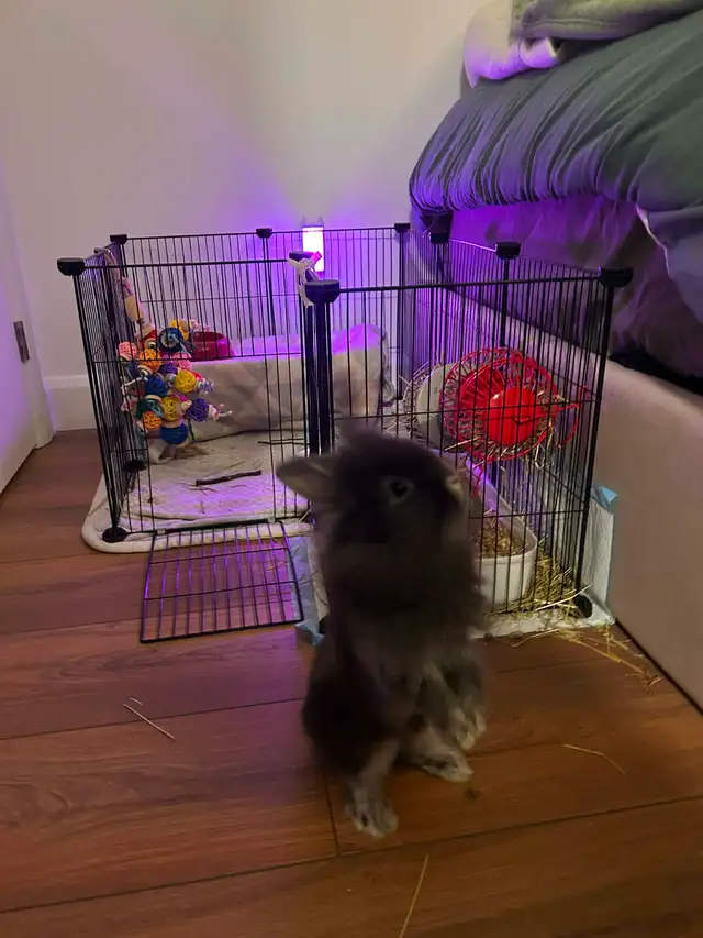 Couple de lapins à vendre - Photo 2