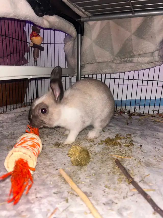 Couple de lapins à vendre - Photo 3