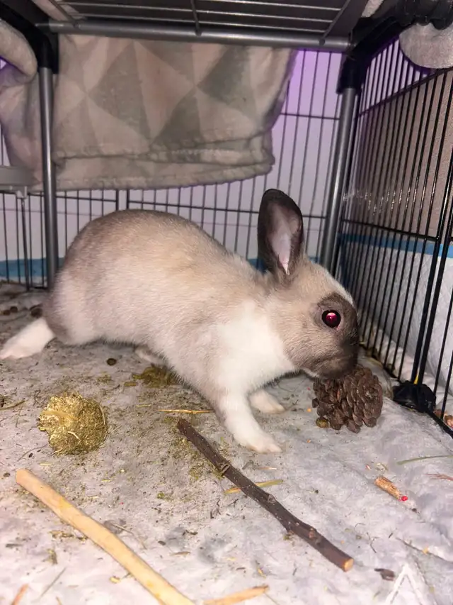 Couple de lapins à vendre - Photo 4