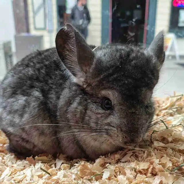 baby chinchillas