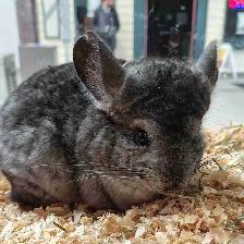 baby chinchillas