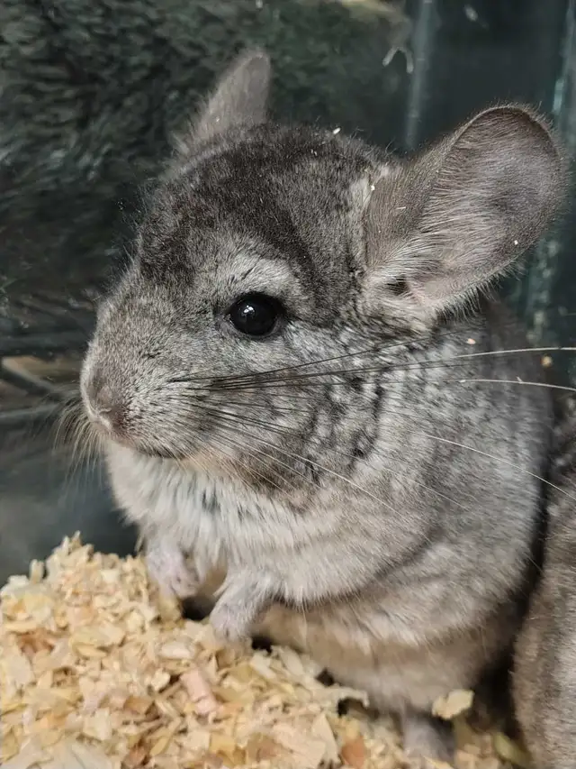 baby chinchillas - Photo 2