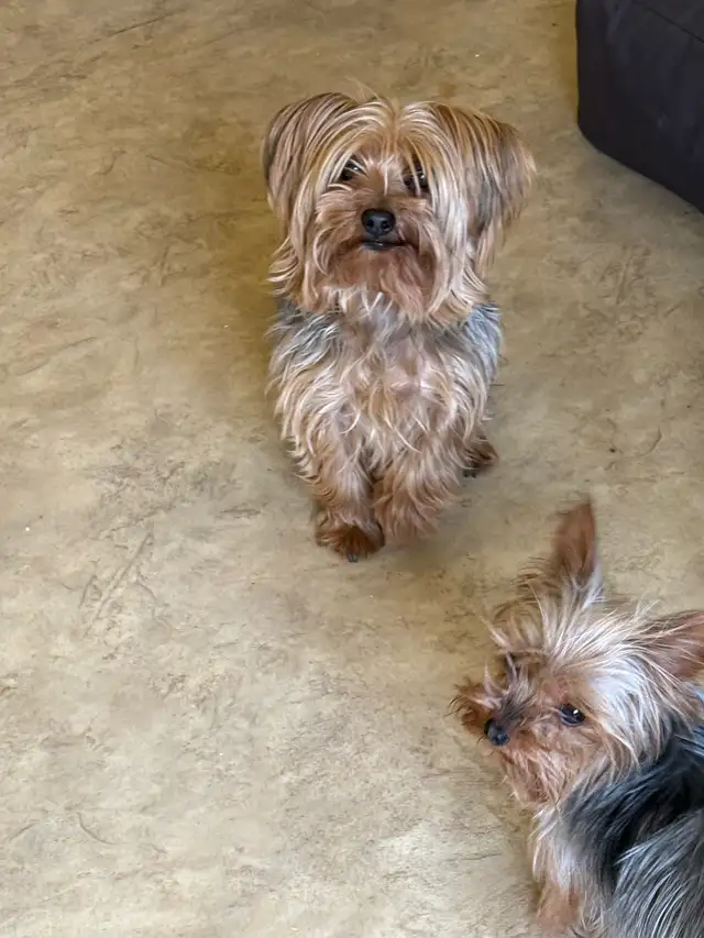 2 Yorkie sisters