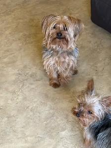 2 Yorkie sisters