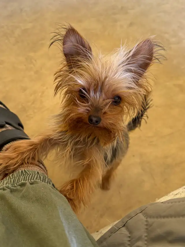 2 Yorkie sisters - Photo 2