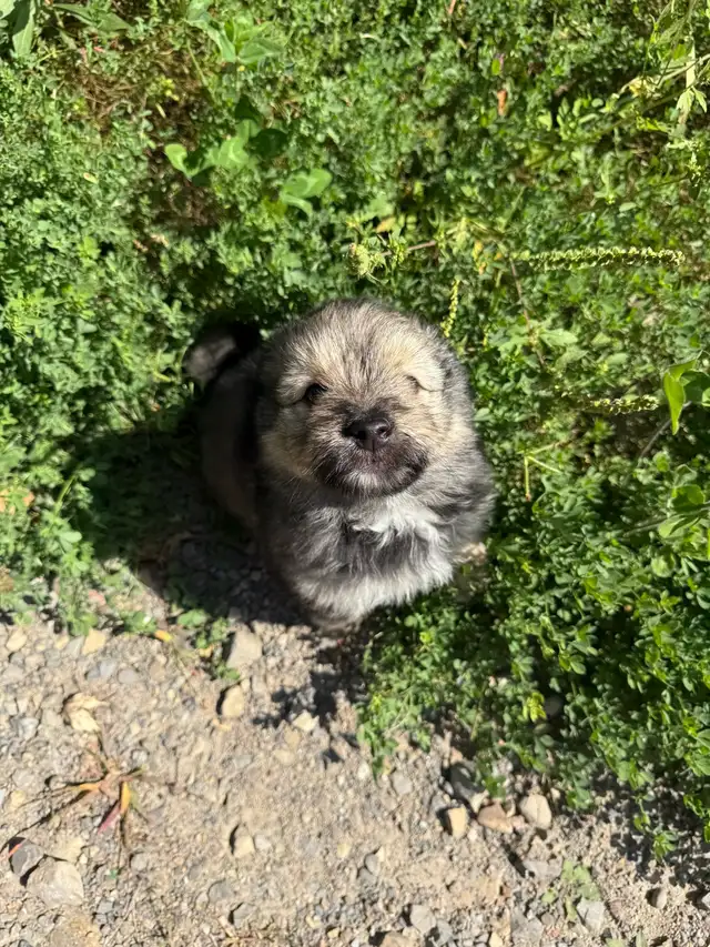 Yorkie x  Keshoond - Photo 2