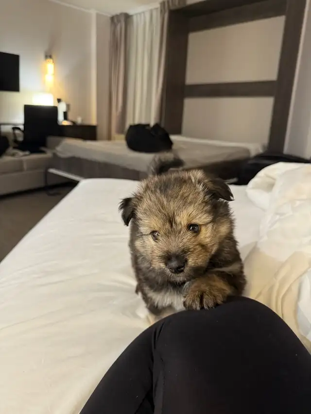 Yorkie x  Keshoond - Photo 3