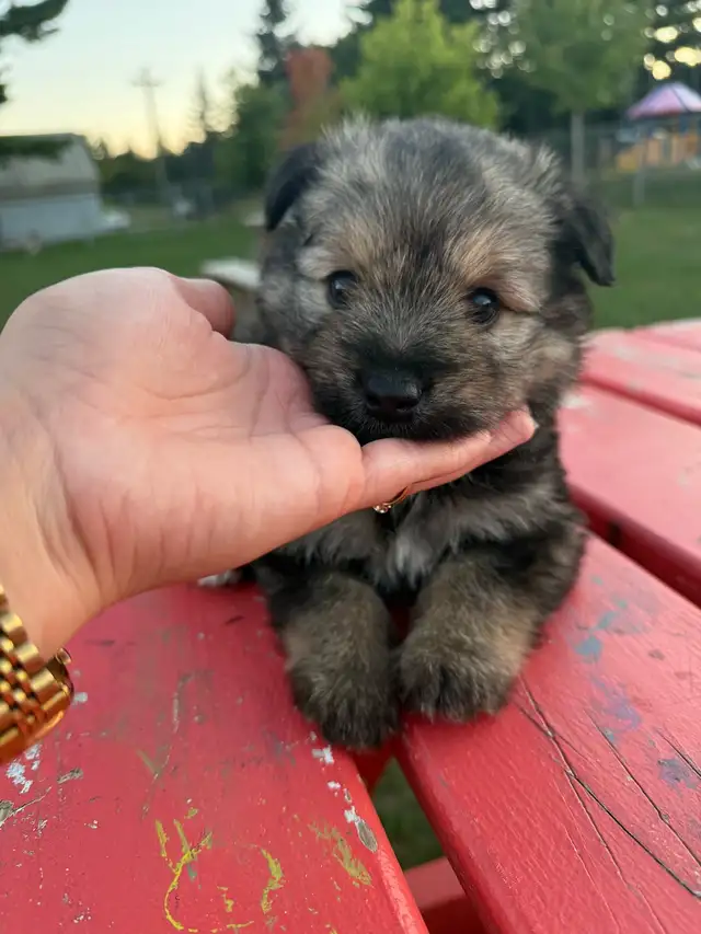 Yorkie x  Keshoond - Photo 4