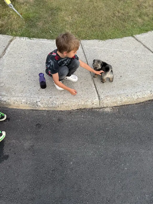 Yorkie x  Keshoond - Photo 5