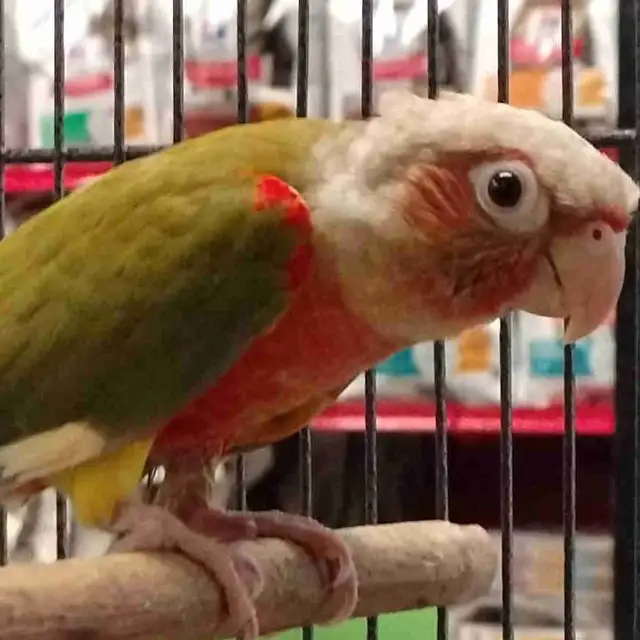 Red Factor pineapple conure