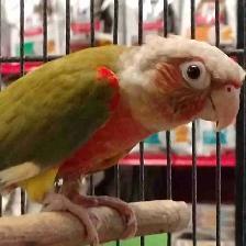 Red Factor pineapple conure
