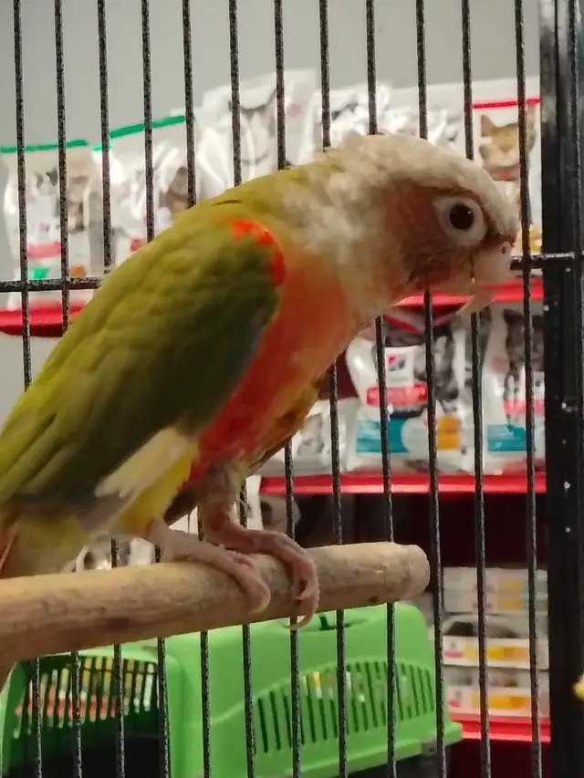 Red Factor pineapple conure - Photo 2