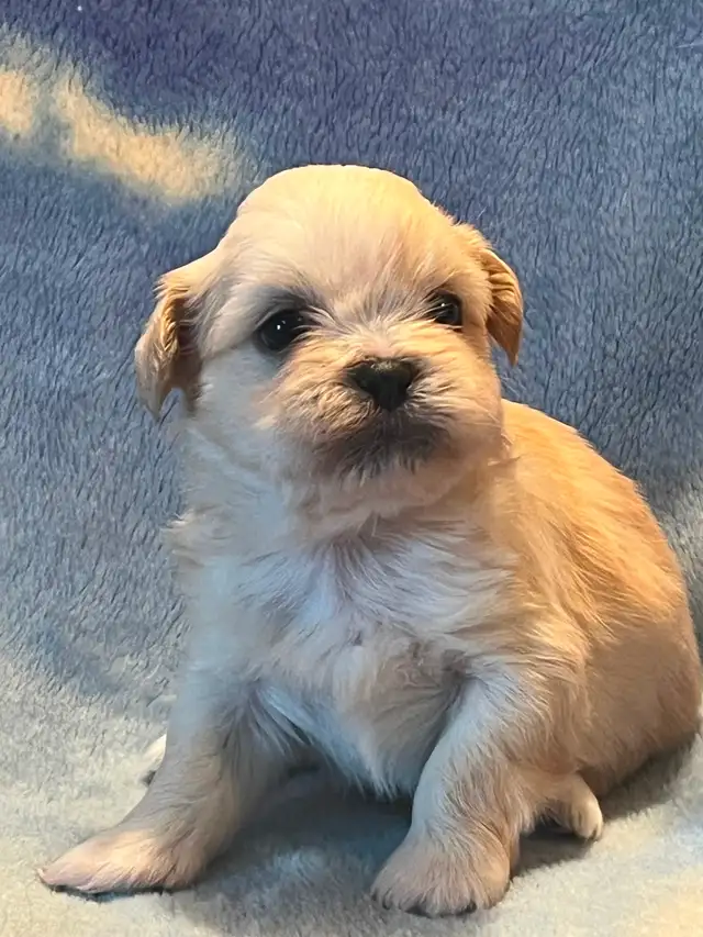 Shih Tzu puppies