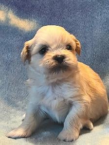 Shih Tzu puppies