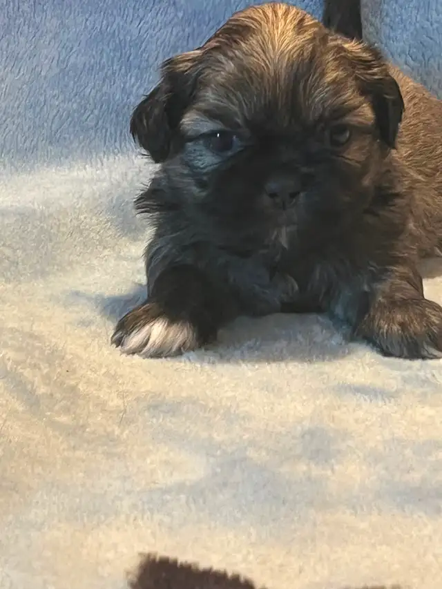 Shih Tzu puppies - Photo 2