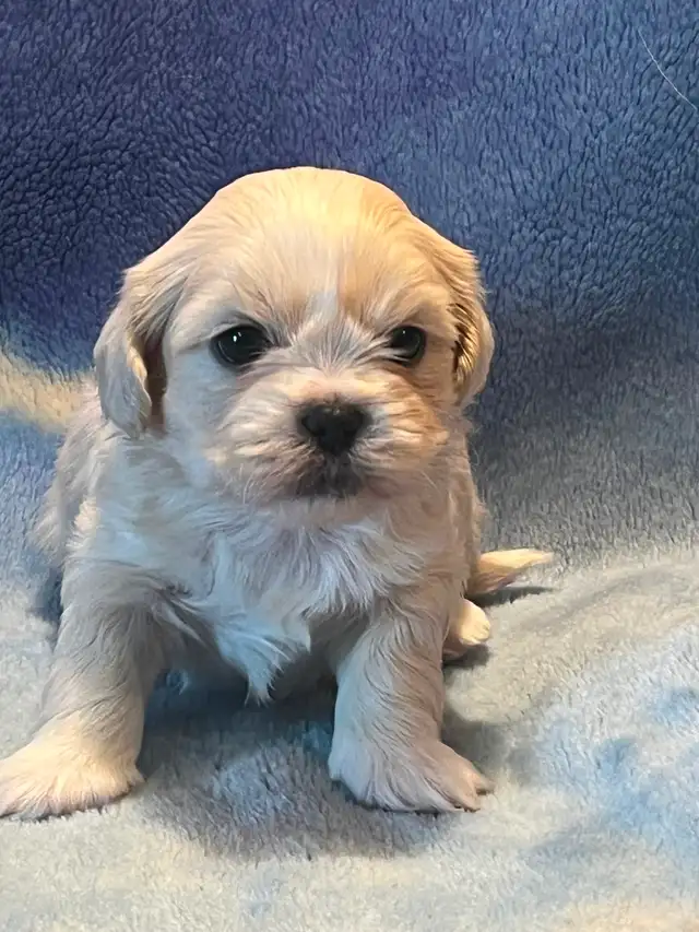 Shih Tzu puppies - Photo 3