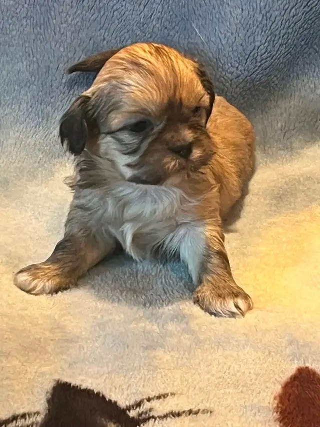 Shih Tzu puppies - Photo 4