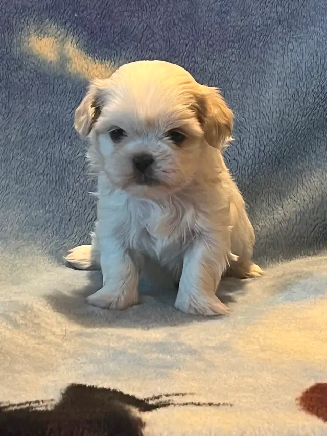 Shih Tzu puppies - Photo 5