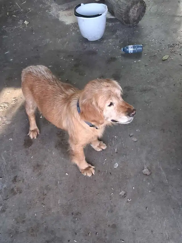 Free to good home - Photo 2