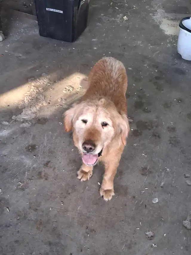 Free to good home - Photo 3