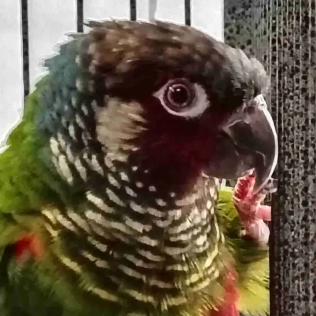 white cheek conure