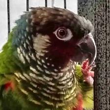 white cheek conure
