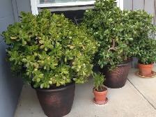Large Jade Plants (moving sale)