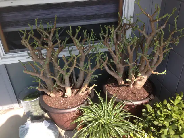 Large Jade Plants (moving sale) - Photo 2
