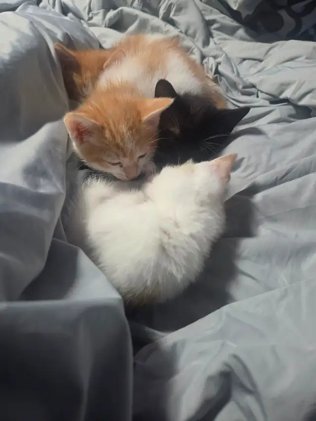 Polydactyl kittens   regular kittens