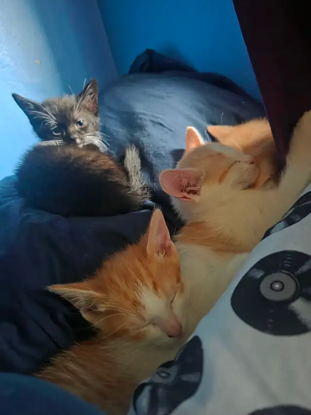 Polydactyl kittens   regular kittens - Photo 2