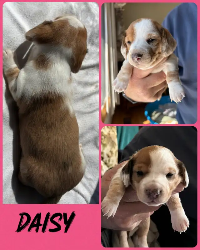 Daschound Puppies - Photo 3