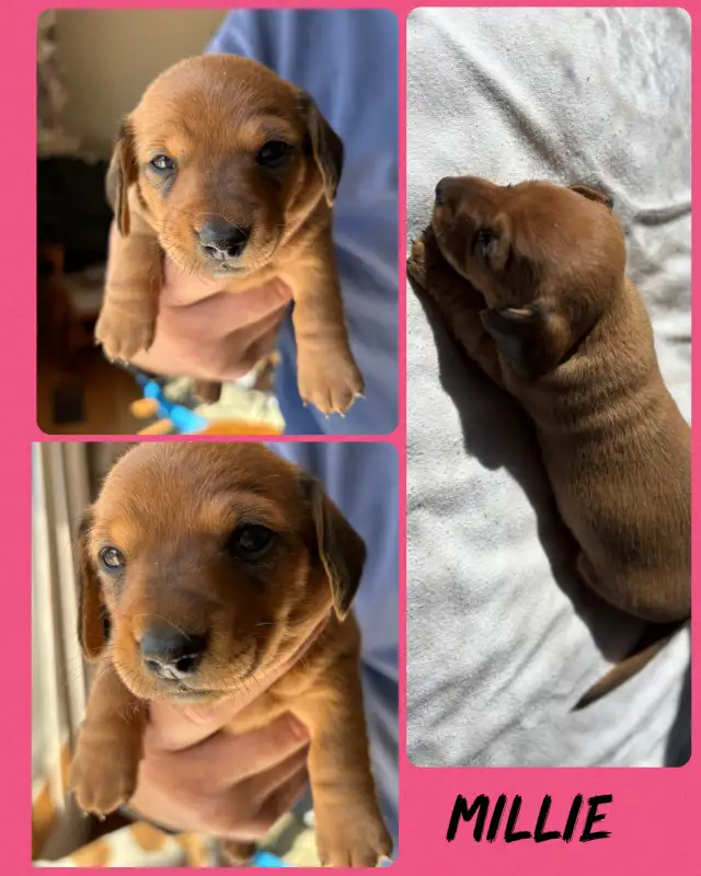 Daschound Puppies - Photo 4