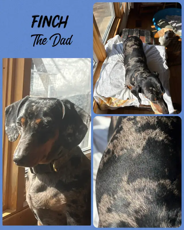 Daschound Puppies - Photo 6