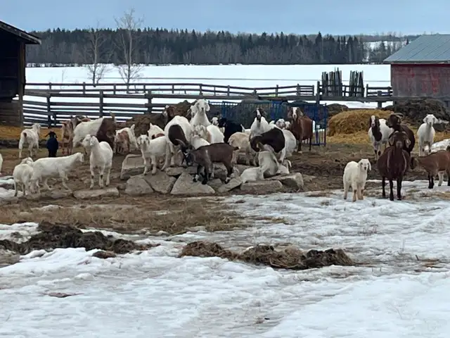 Kiko/Boer Cross Goat herd for sale
