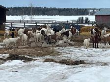 Kiko/Boer Cross Goat herd for sale