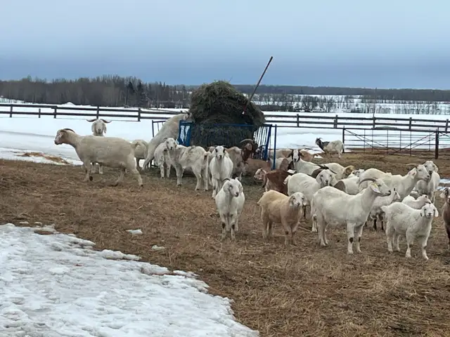 Kiko/Boer Cross Goat herd for sale - Photo 2