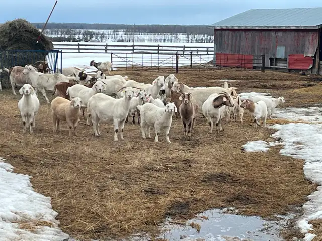 Kiko/Boer Cross Goat herd for sale - Photo 3