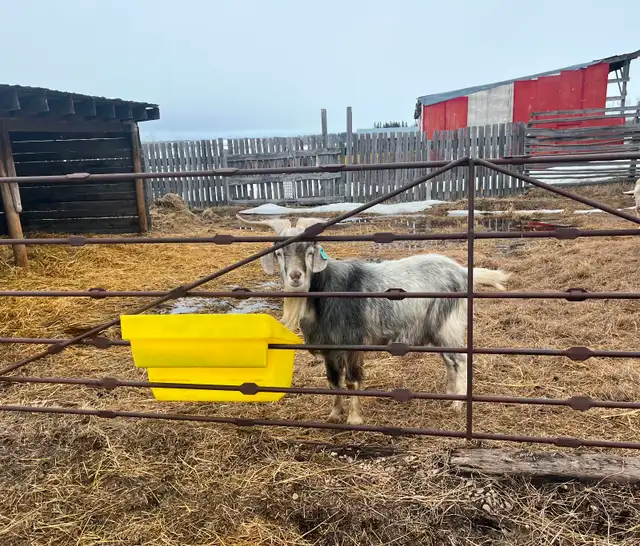 Kiko/Boer Cross Goat herd for sale - Photo 4