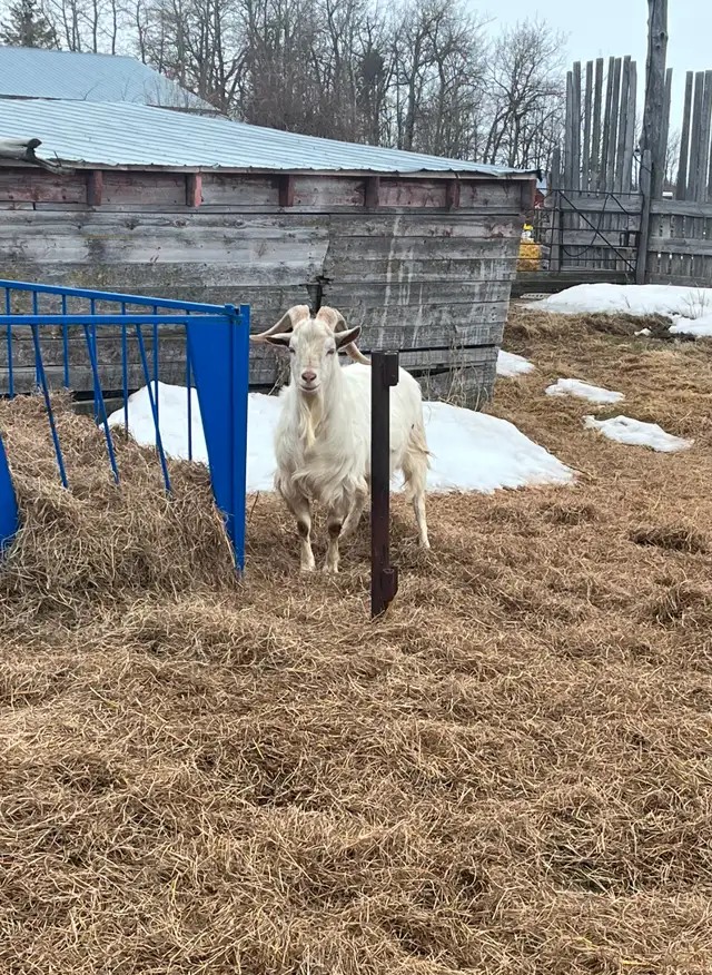 Kiko/Boer Cross Goat herd for sale - Photo 5